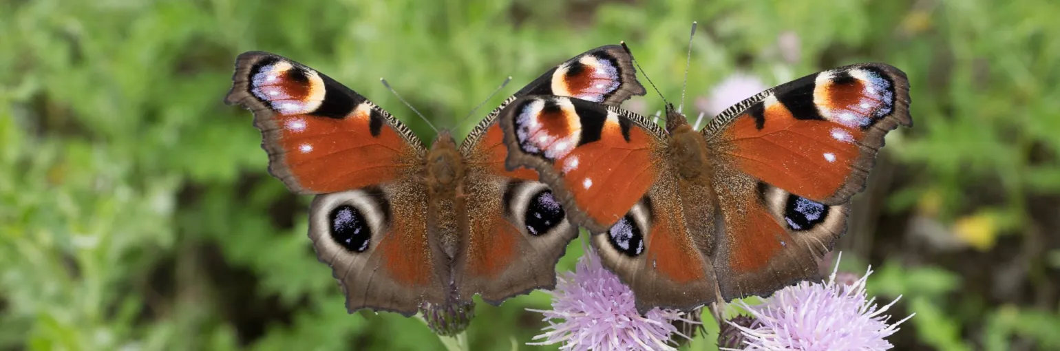 Natuur Voor Biotech